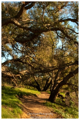 Hiking Trail under Oak Trees