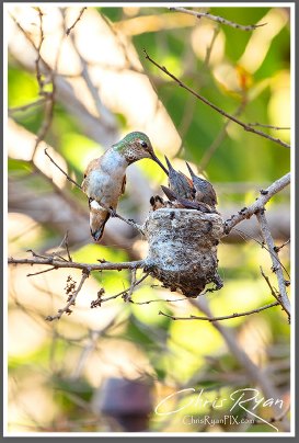 Allen's Hummingbirds in nest during feeding