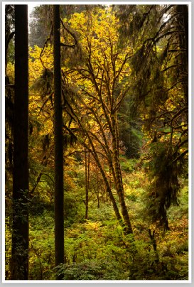 Redwoods in Fall III (Redwood Forest) by Chris Ryan