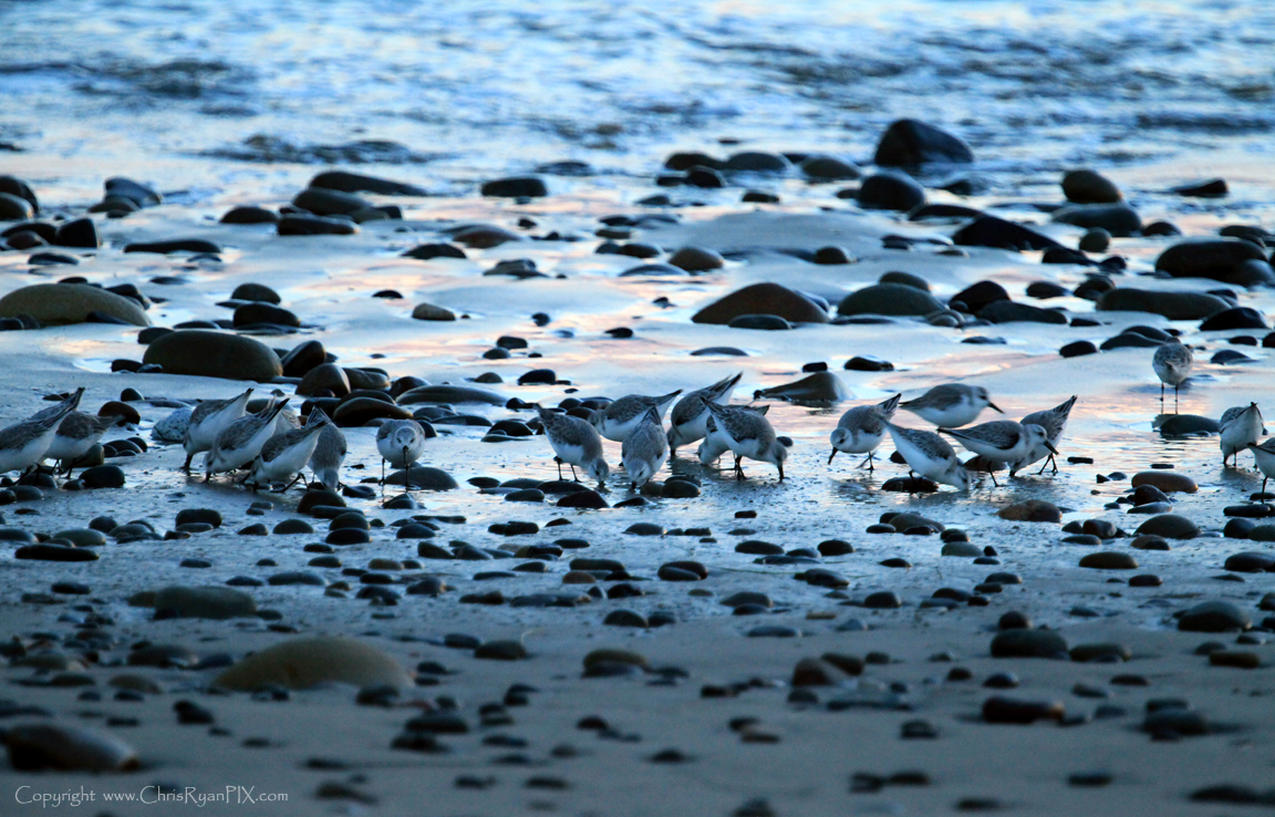 Blue Shorebirds on Ventura Beach