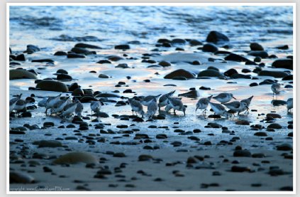 Blue Shorebirds Sunset at Ventura Beach