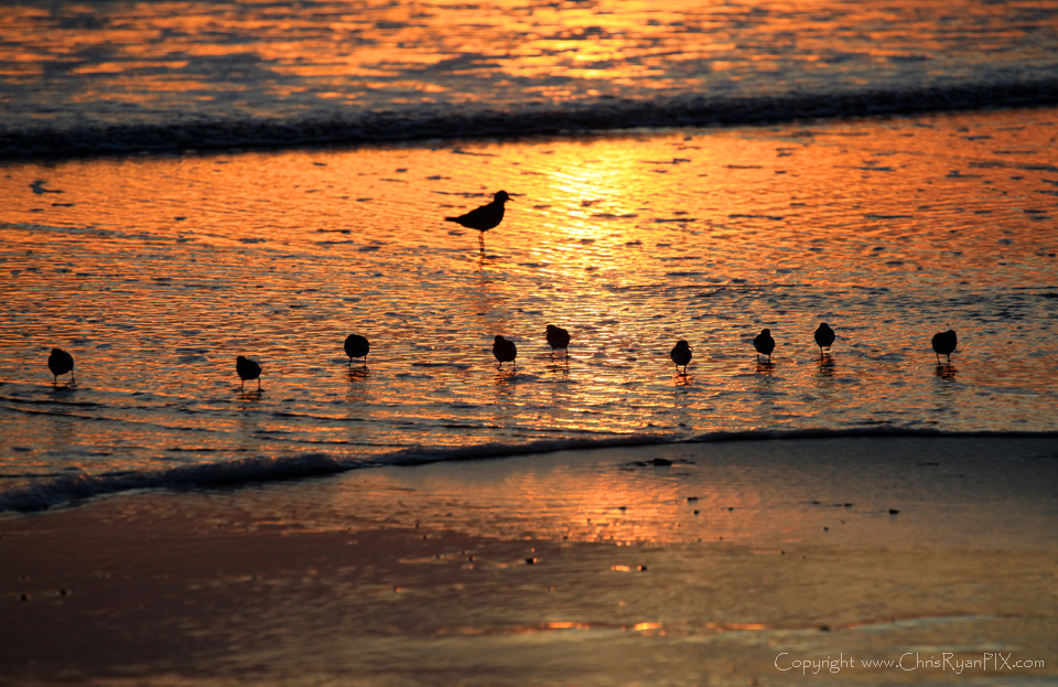 Golden Shorebirds on Ventura Beach Shoreline