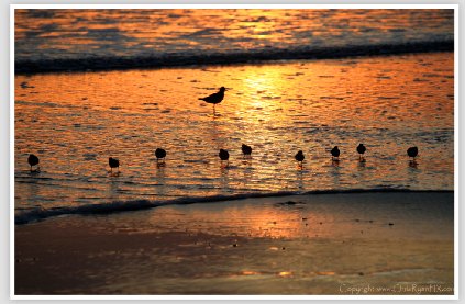 Golden Shorebirds on Ventura Beach Shoreline
