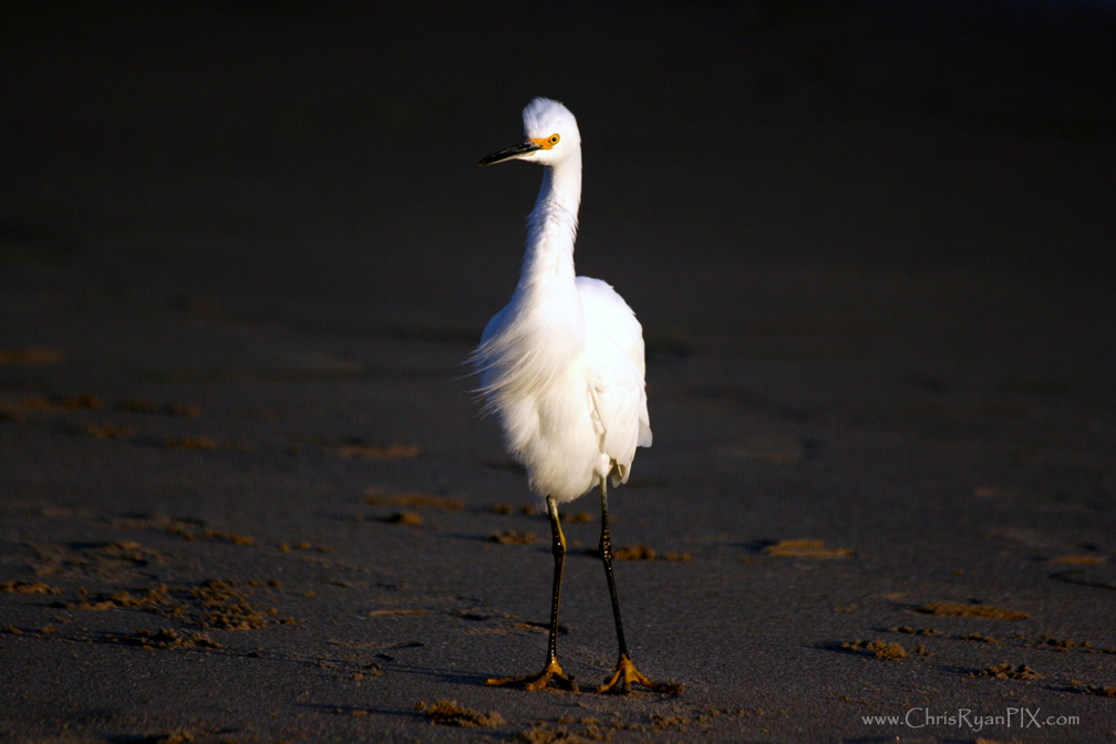 Egret on the Ventura Shoreline