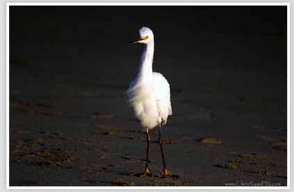 Egret on Shoreline at Ventura
