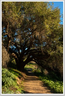 Tunnel Tree (Harmon Canyon) Ventura, CA)