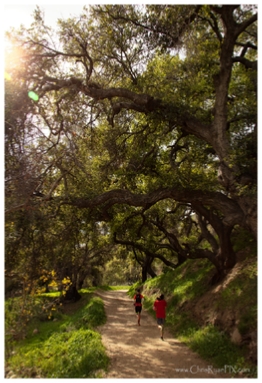 Oak Tree along Hiking Trail