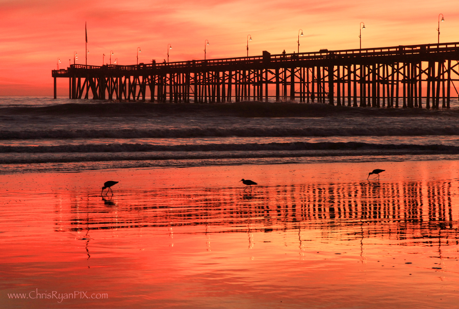 Color Splash Shorebirds during Sunset at the Ventura Pier
