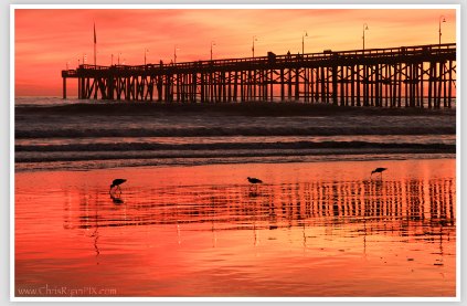 Orange Sunset with Shorebirds and Ventura Pier