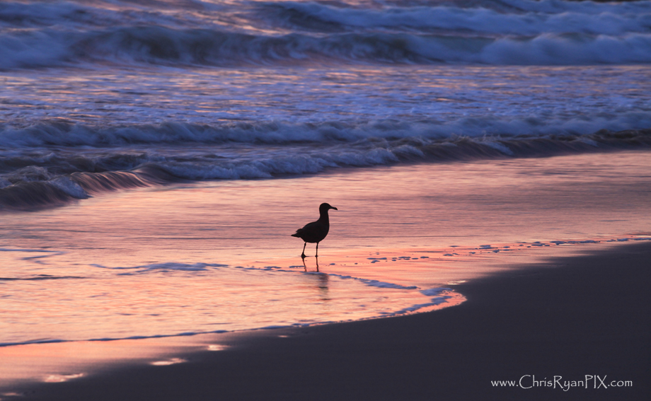 Purple Shorebirds on Ventura Beach