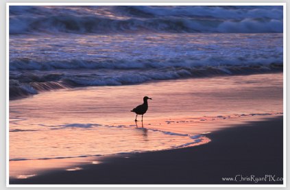 Purple Shorebirds Sunset at Ventura Beach