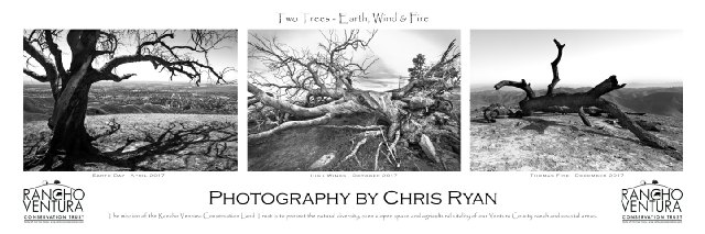 Two Trees Ventura Landmark (Earth, Wind & Fire) Historic Photograph
