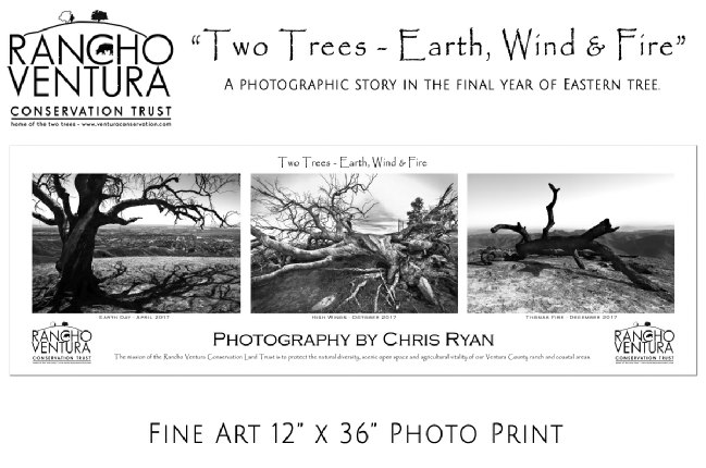 Two Trees Ventura Historical Landmark Photos