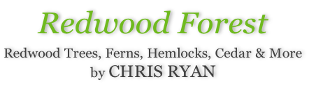 Redwood Forest  Redwood Trees, Ferns, Hemlocks, Cedar & More by CHRIS RYAN