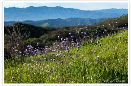 Purple Wildflowers in Ventura Hillsides