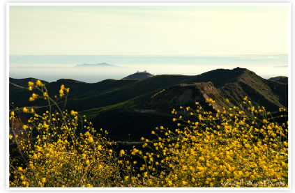 Wild Yellow Mustard in Ventura Hillsides