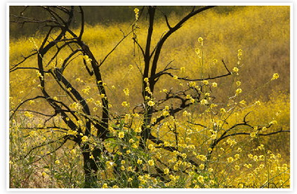 Yellow Mustard in Ventura Hillsides