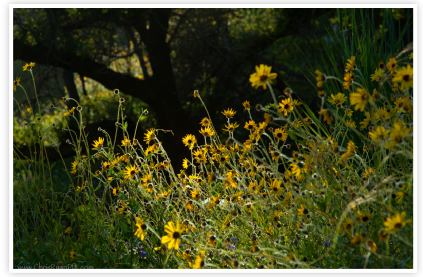 Wild Sunflowers in Oak Grove