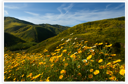 Sunflowers Ventura Hillside