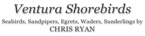 Ventura Shorebirds  Seabirds, Sandpipers, Egrets, Waders, Sanderlings by CHRIS RYAN