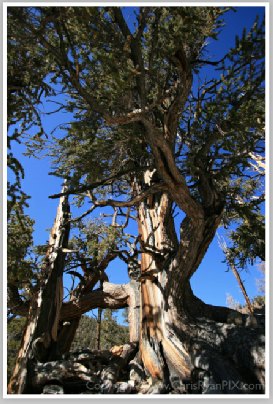 Bristlecone Tree II by Chris Ryan