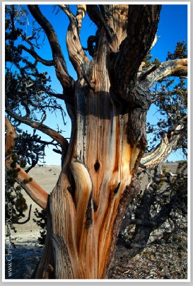 Bristlecone Tree by Chris Ryan