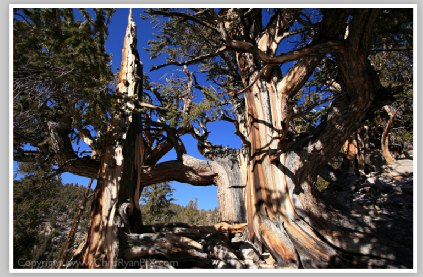 Bristlecone Brothers Trees by Chris Ryan