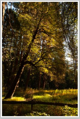 Cedar Grove Meadow (Sierra Range) by Chris Ryan