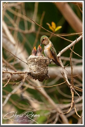 Photo of Allen's Hummingbirds in nest
