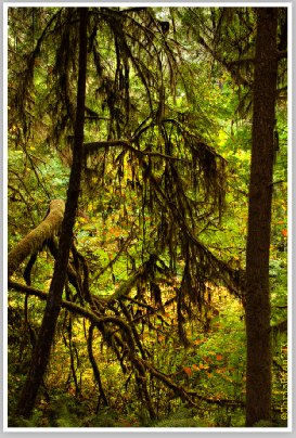 Forest Wallpaper (Redwood Forest) by Chris Ryan