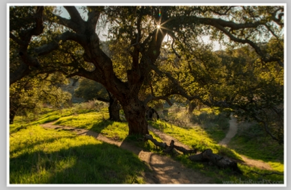 Oak Trees and Twisting Hiking Trails