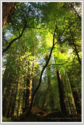 Rockefellar Forest (Redwoods) by Chris Ryan