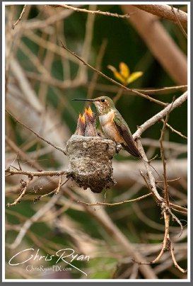 Allen's Hummingbirds in nest during feeding