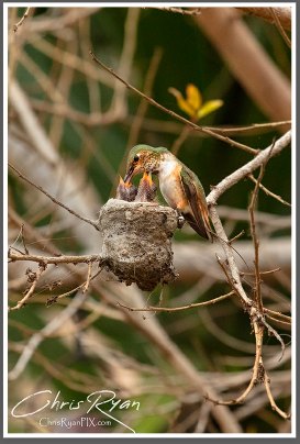 Hummingbirds in nest