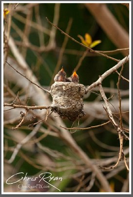 Two Baby Allen's Hummingbirds in nest during feeding