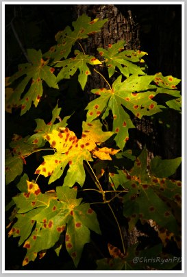 Maple Leaves (Sierra National Forest) by Chris Ryan
