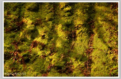 Morning Moss (Redwoods) by Chris Ryan
