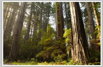 Majestic Redwoods Grove