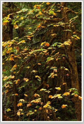 Redwoods Fall Foliage (Redwoods Grove) by Chris Ryan