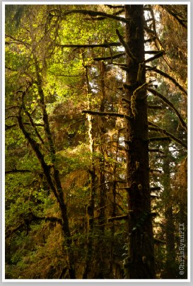 Redwoods Fall Foliage II by Chris Ryan