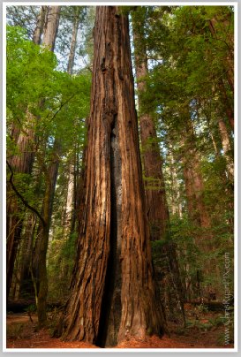 Mature Redwood Tree by Chris Ryan