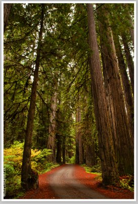 Redwood Roads by Chris Ryan