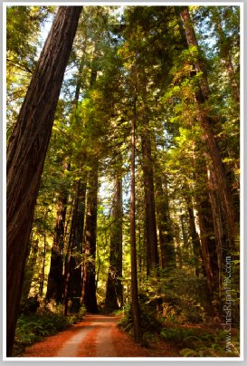 Redwood Road 3 (Redwood Forest) by Chris Ryan