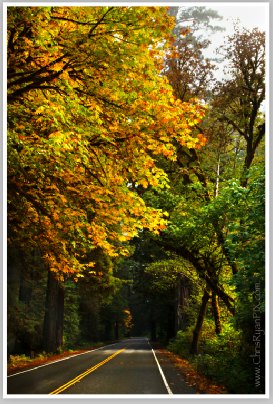 Redwood Roads II (Redwood Forest) by Chris Ryan