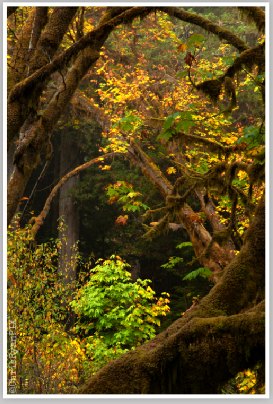 Redwoods in Fall by Chris Ryan