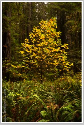 Redwoods Fall Foliage 2 (Redwoods Grove) by Chris Ryan