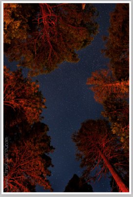 Stars over Forest by Chris Ryan