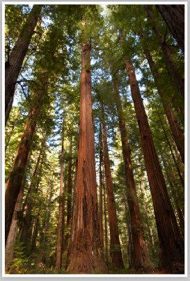 Tall Tree (Redwoods Forest) by Chris Ryan