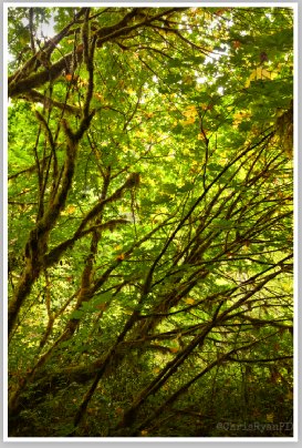 Mature Redwood Tree (Redwoods Grove) by Chris Ryan