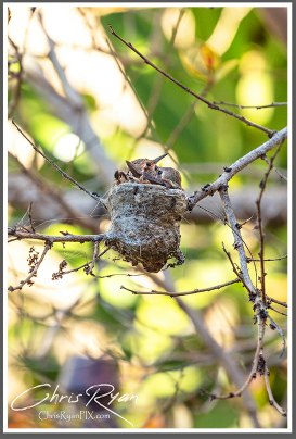 Two Baby Allen's Hummingbirds in nest during feeding